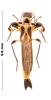 Ichthyurus sp.
